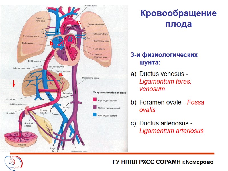 ГУ НППЛ РХСС СОРАМН г.Кемерово Кровообращение плода 3-и физиологических шунта:  Ductus venosus -